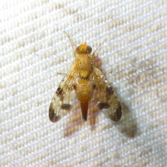 Xyphosia miliaria