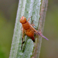 Xyphosia miliaria