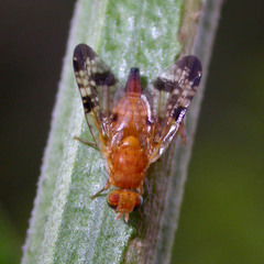 Xyphosia miliaria