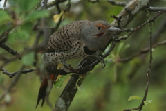 Colaptes auratus luteus × cafer