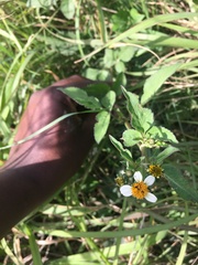 Bidens bipinnata