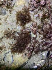 Oligocottus rubellio