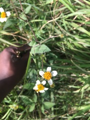 Bidens bipinnata