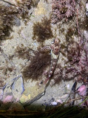 Oligocottus rubellio