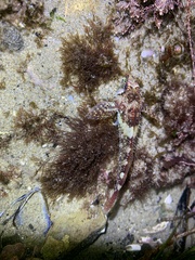 Oligocottus rubellio