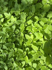 Origanum majorana
