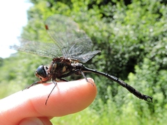 Somatochlora tenebrosa