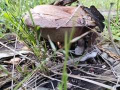 Suillus collinitus