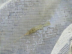 Palaemon kadiakensis