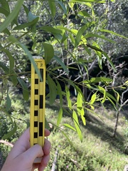Eucalyptus crebra