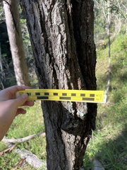 Eucalyptus crebra
