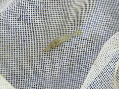 Palaemon kadiakensis