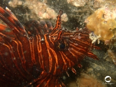 Pterois volitans