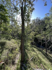 Eucalyptus crebra