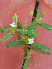Oldenlandia corymbosa