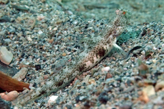 Tomiyamichthys oni