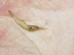 Palaemon kadiakensis