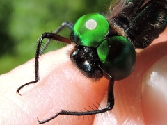 Somatochlora tenebrosa