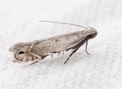 Battaristis concinnusella