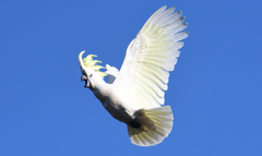 Sulphur-Crested Cockatoo photo 1