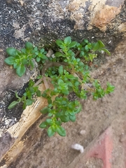 Pilea microphylla