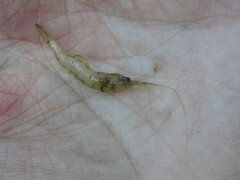 Palaemon kadiakensis