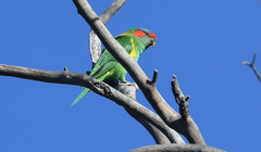 Glossopsitta concinna