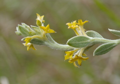 Pimelea curviflora