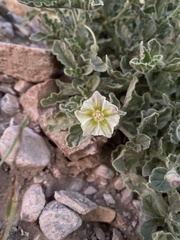 Chamaesaracha sordida