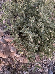 Chamaesaracha sordida