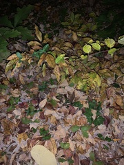 Magnolia acuminata