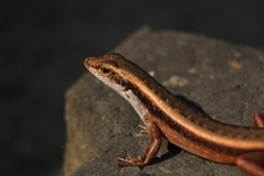 Sphenomorphus dussumieri