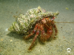 Dardanus crassimanus