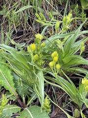 Hypoxis