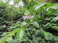 Grewia occidentalis occidentalis