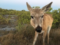 Odocoileus virginianus clavium