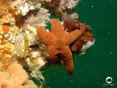 Nepanthia crassa