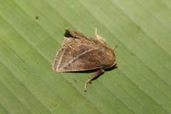 Natada fusca