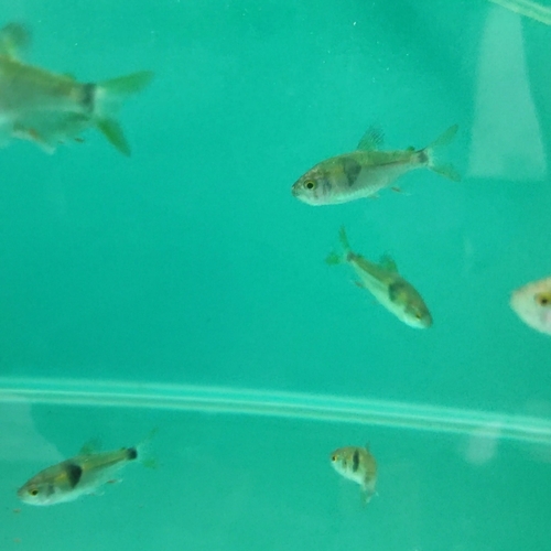 Bucktooth tetra (Exodon paradoxus) — Characidae — 5