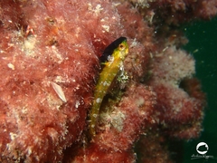 Helcogramma decurrens