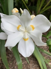 Dietes robinsoniana