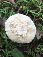 Amanita farinacea