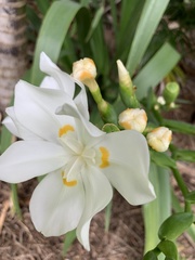 Dietes robinsoniana