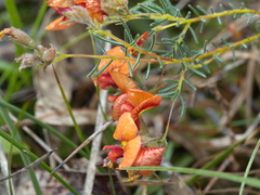 Dillwynia hispida