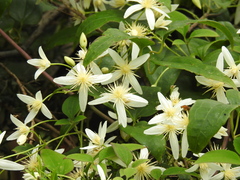 Clematis aristata