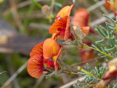 Dillwynia hispida