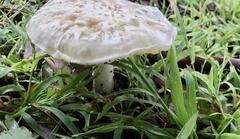 Amanita farinacea