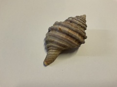 Monoplex parthenopeus