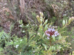 Grevillea phylicoides