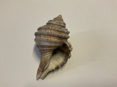 Monoplex parthenopeus